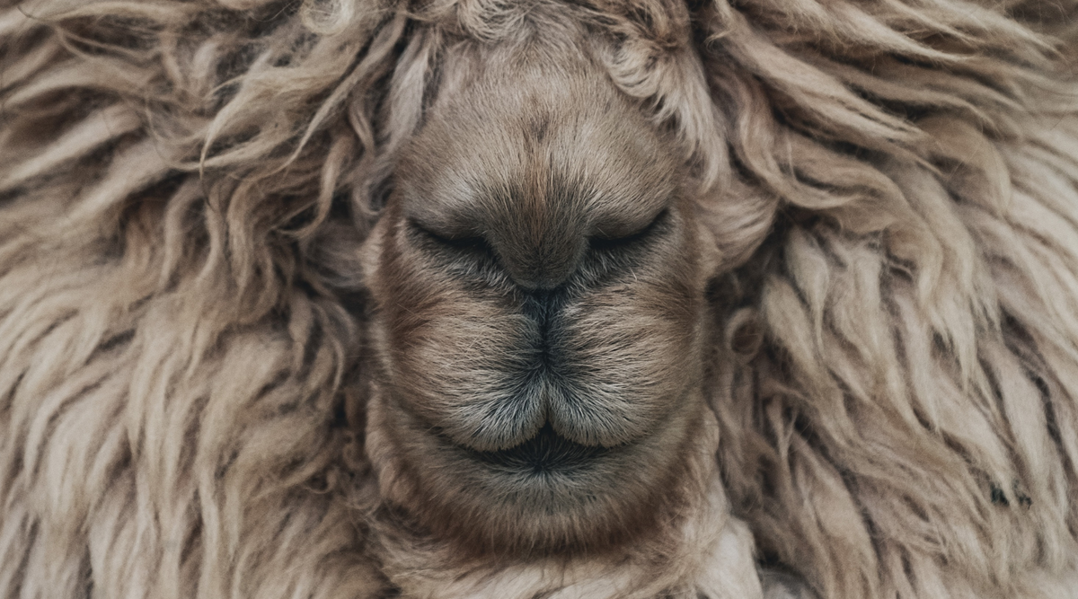 Wat is kasjmier wol? | Sophie Stone