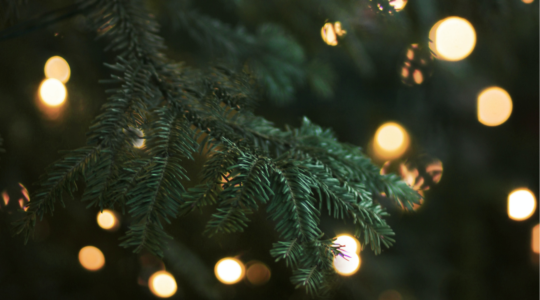Alles over een duurzame kerstboom